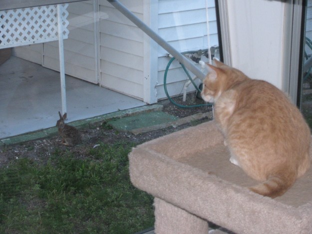 Cat Frankie watching a bunny
