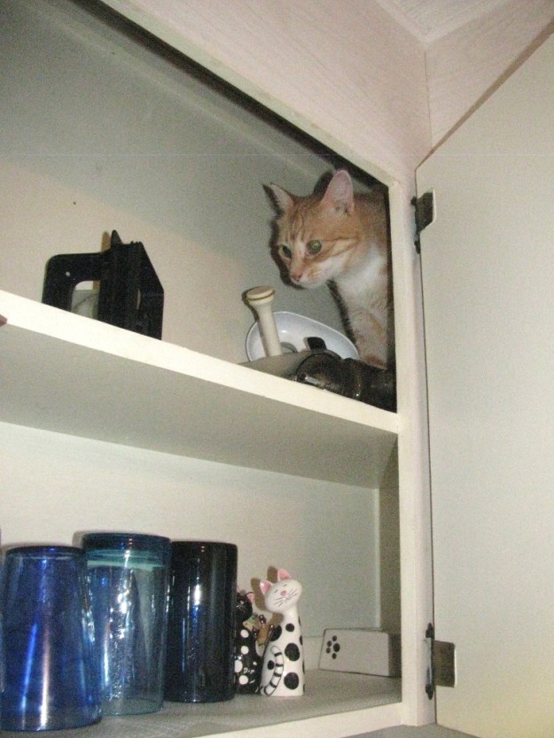 bad cat chris in cabinet
