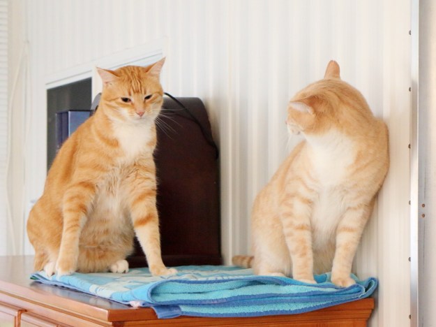 Bad Cat Chris and Frankie