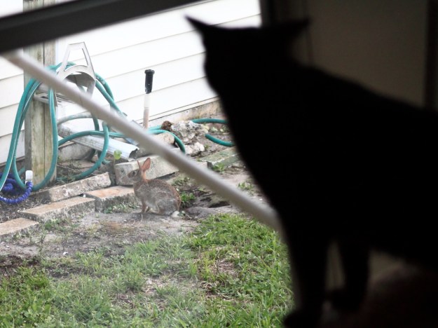 Puck and Bunny Rabbit