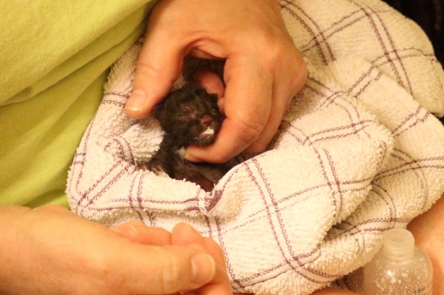 20150626_Newborn kitten_1705