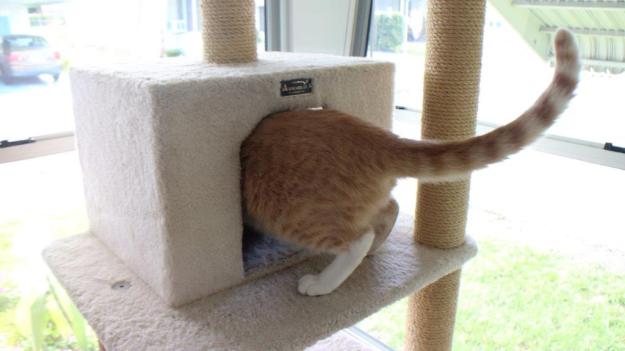 Frankie and Chris playing on new Armarkat cat tree