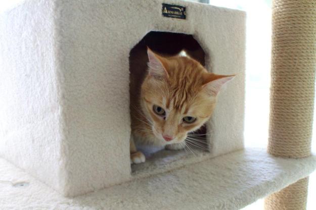 Frankie and Chris playing on new Armarkat cat tree