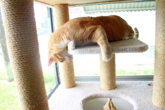 Frankie and Chris playing on new Armarkat cat tree