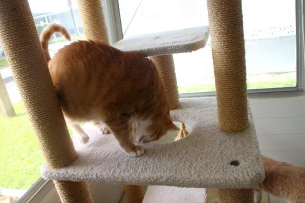 Frankie and Chris playing on new Armarkat cat tree