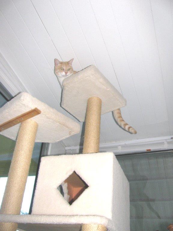 Frankie and Chris playing on new Armarkat cat tree