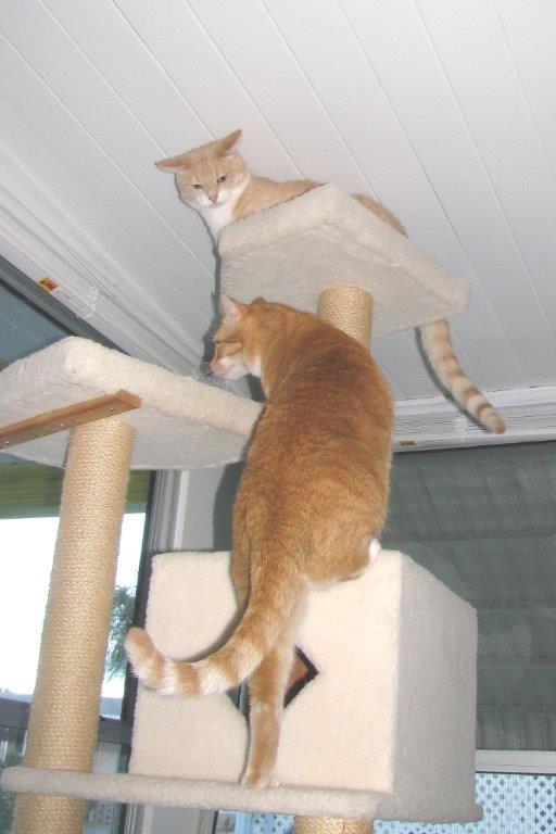 Frankie and Chris playing on new Armarkat cat tree