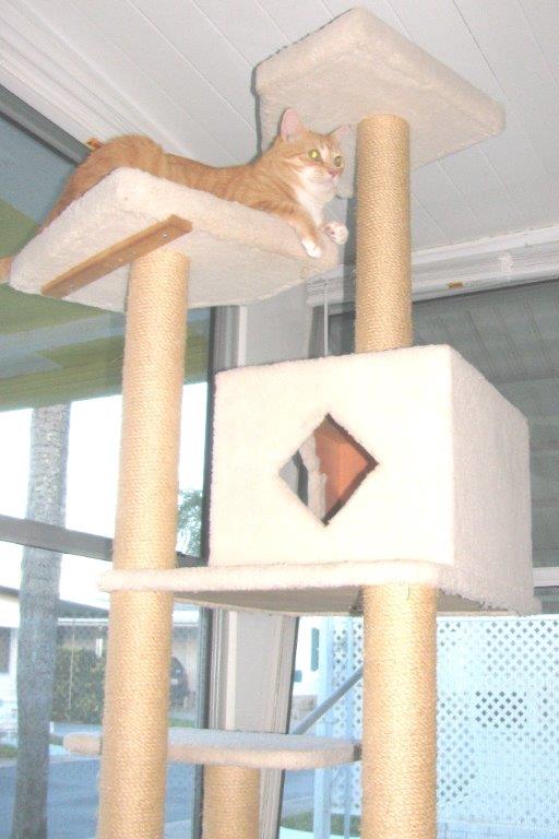 Frankie and Chris playing on new Armarkat cat tree