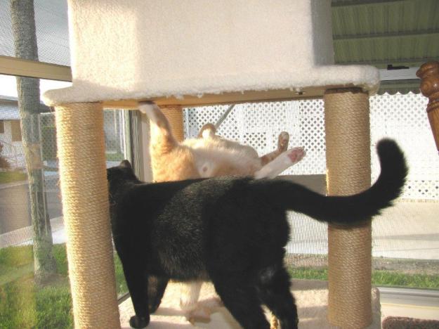 Frankie, Puck Chris playing on new Armarkat cat tree