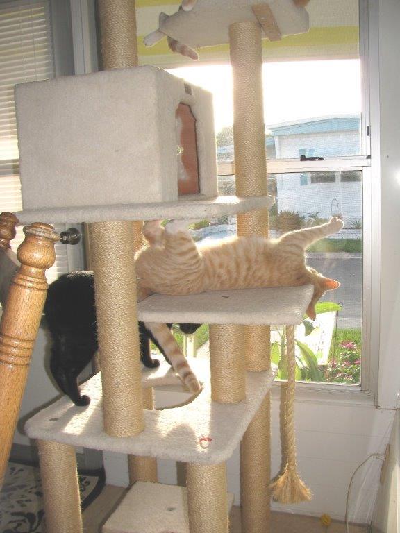 Frankie, Puck Chris playing on new Armarkat cat tree