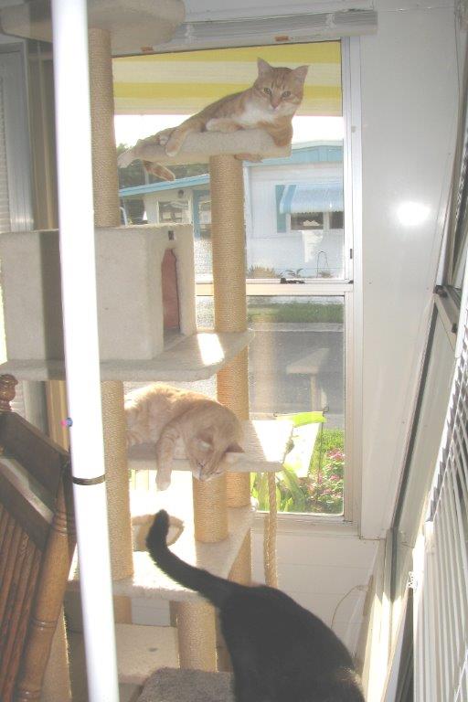 Frankie, Puck Chris playing on new Armarkat cat tree