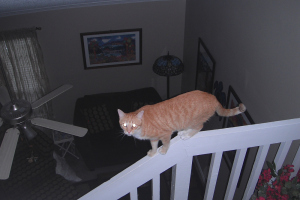 Bad Cat Chris on railing