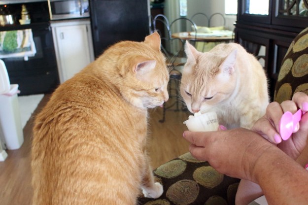 Cats Chris and Frankie eating whipped cream