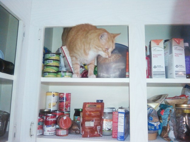 bad cat chris in cabinet