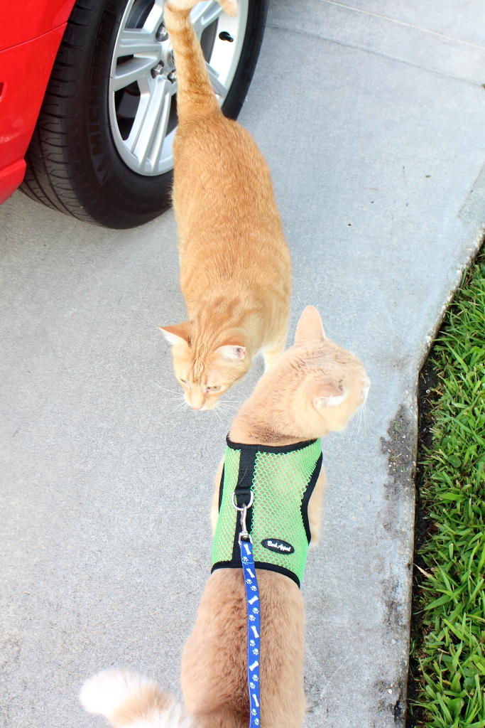 Bad Cat Chris and Frankie outside