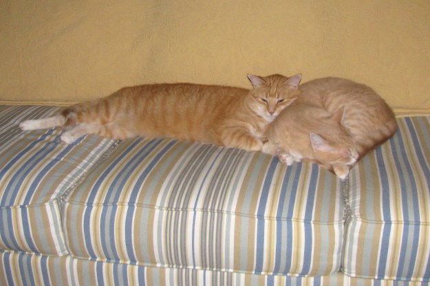 Cats Chris and Frankie on sofa