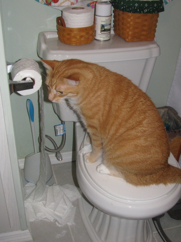 cat unwinds toilet paper