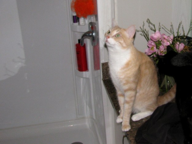 cats on bathroom counter