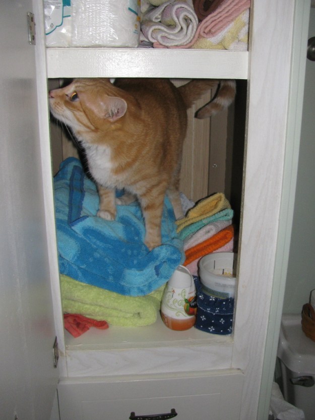 cat in towel closet.