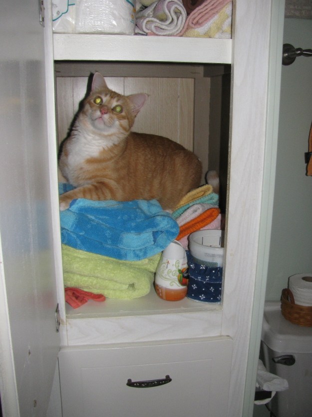 cat in closet