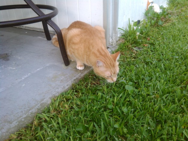 Bad Cat Chris outside