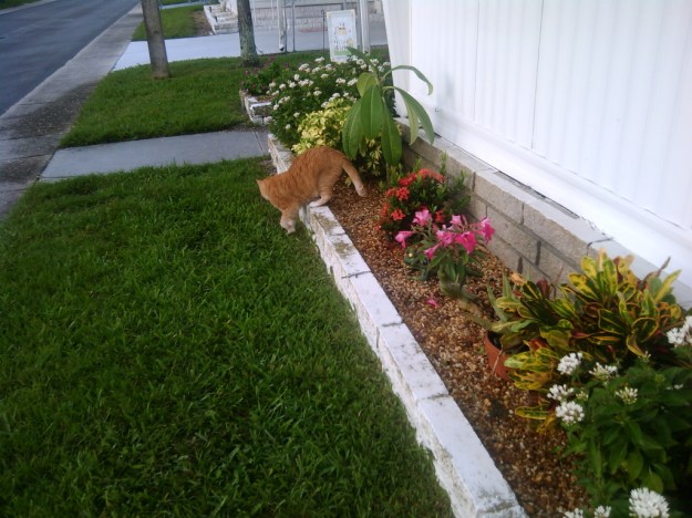 Bad Cat Chris outside