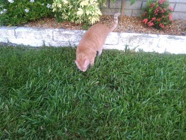 Bad Cat Chris outside