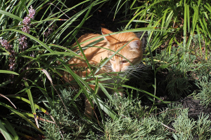 Bad Cat Chris in bushes