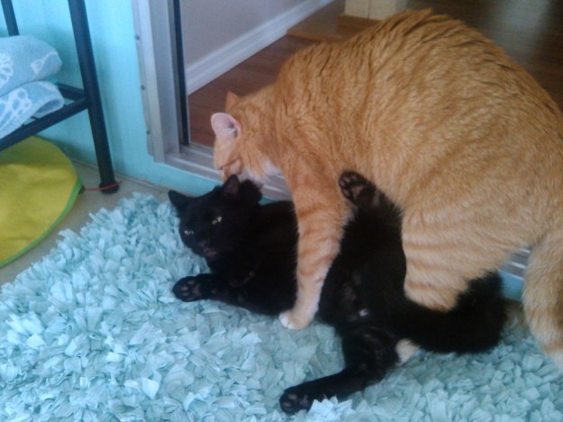 Bad cat Chris grabbing Puck by scruff of neck