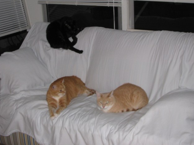 Cats on sofa