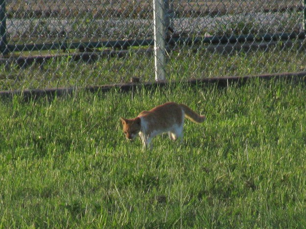 Gold Feral Cat