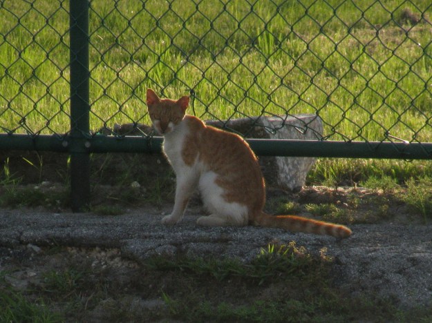 20150807_Feral cats_895
