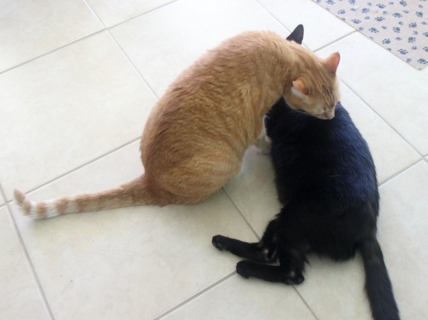 Bad cat Chris grooming Puck