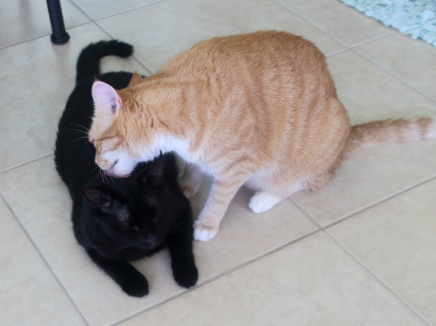 Bad cat Chris grooming Puck