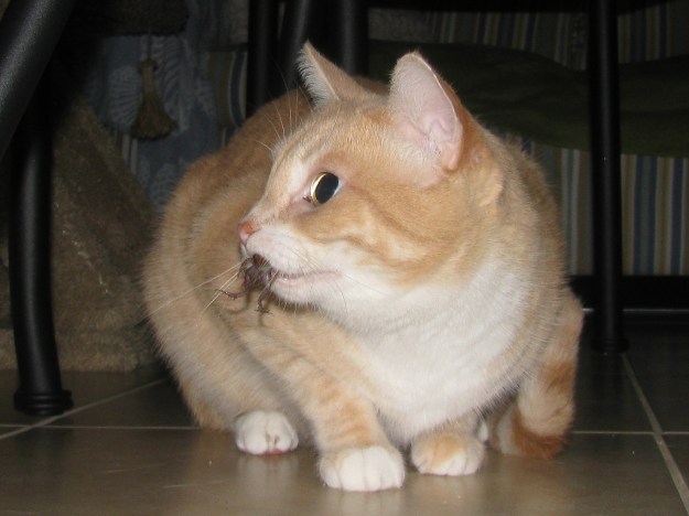 Our cat Frankie with Frog in his mouth