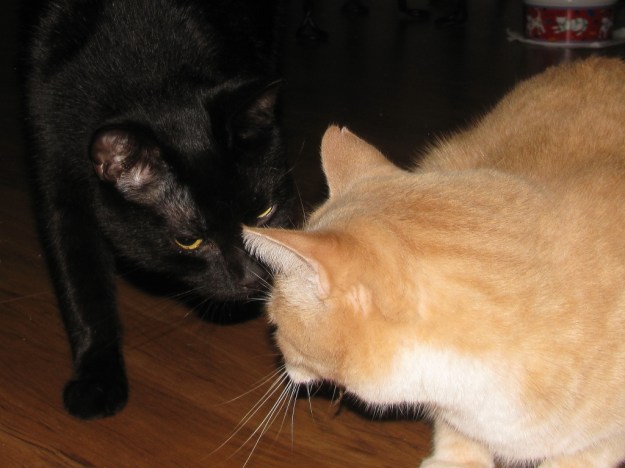 Our cat Frankie with Frog in his mouth and Puck watching him.