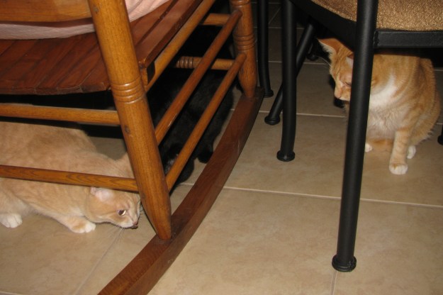 Our cat Frankie with Frog in his mouth