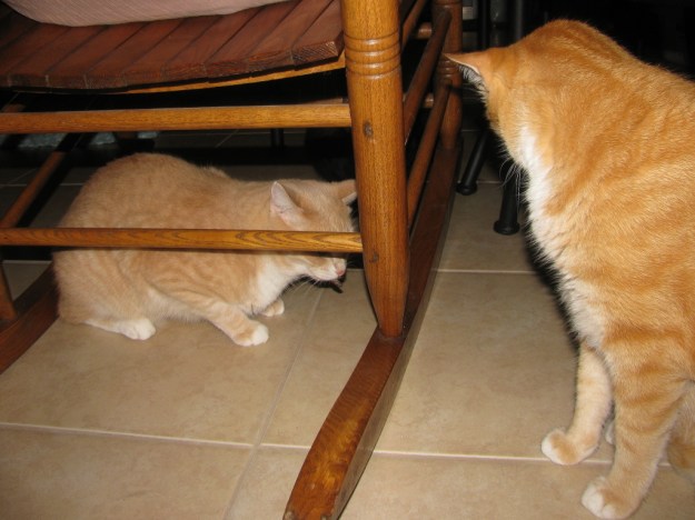 Our cat Frankie with Frog in his mouth and Puck and Chris watching him.