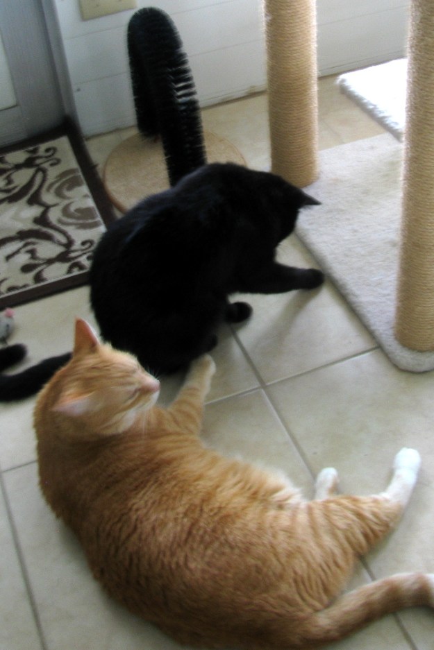 Cats playing with fliy