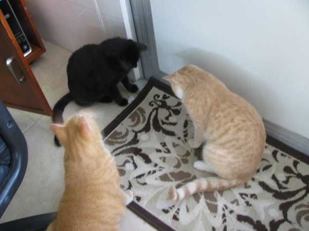 Cats playing with fliy