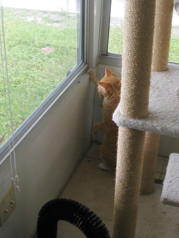 Bad Cat Chris hunting a fly