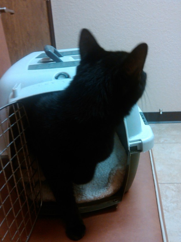 Our cat Puck at the vet.