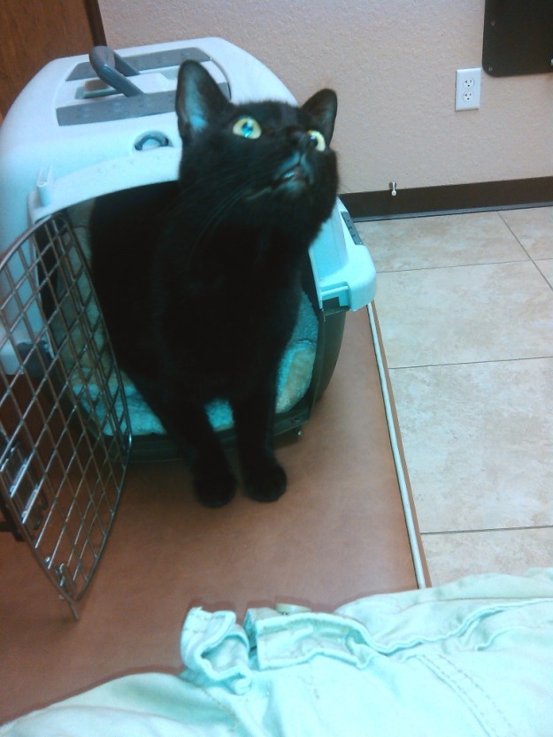 Our cat Puck at the vet.