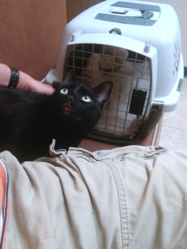 Our cat Puck at the vet.