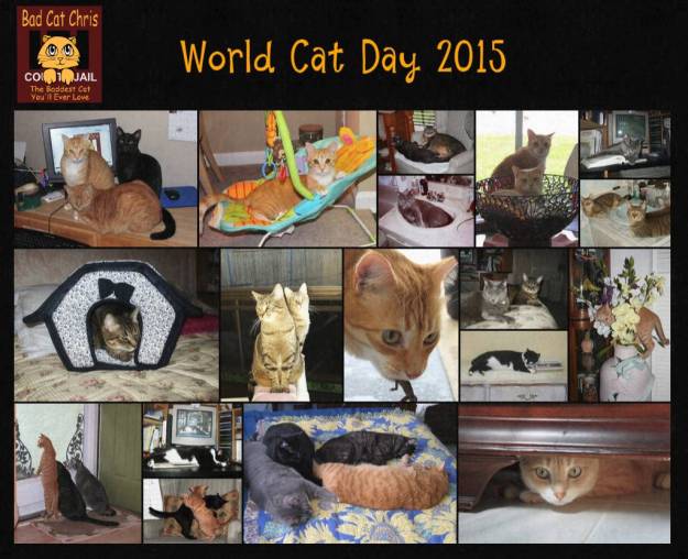 World Cat Day 2015
