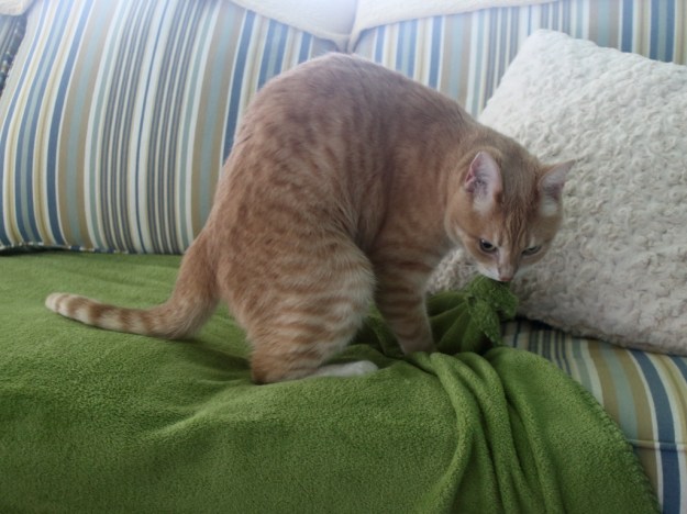 Our cat Frankie treading.