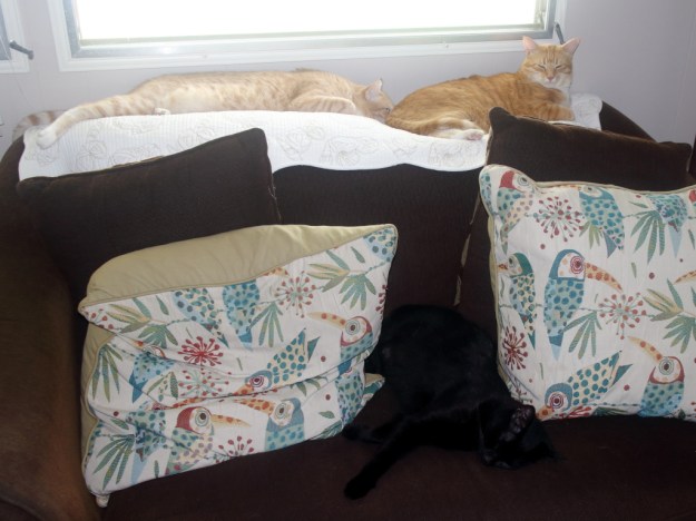 Cats Frankie, Chris and Puck napping on sofa