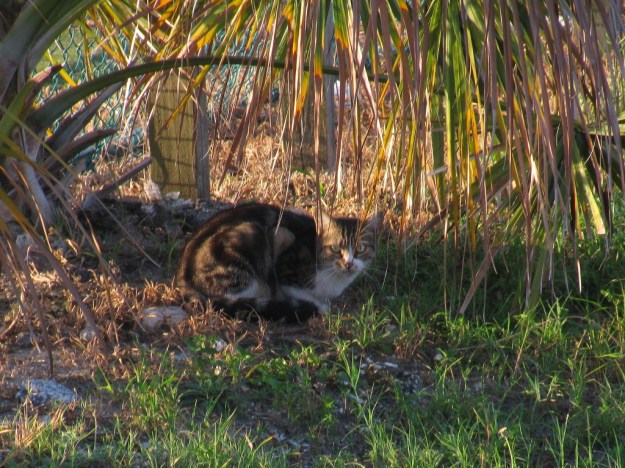Feral cat