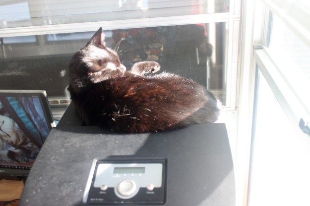 Our cat Puck enjoying the sun