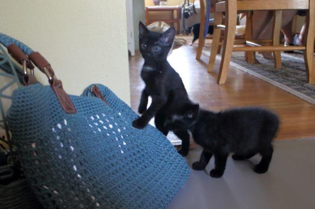 20150905_Felice's house_035